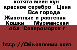 котята мейн кун, красное серебро › Цена ­ 30 - Все города Животные и растения » Кошки   . Мурманская обл.,Североморск г.